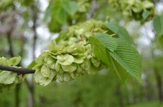 Лечебные свойства вяза
