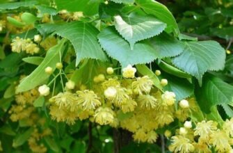 полезные свойства липы