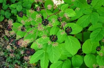 Полезные свойства аралии